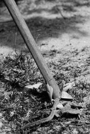 rake under a big tree in the garden の写真素材