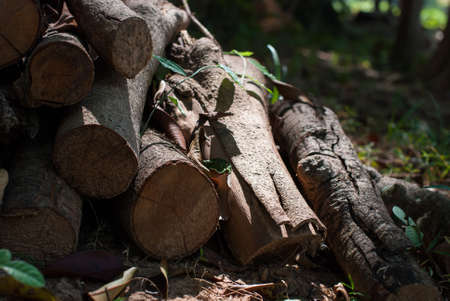 Pile of wood logs in the forestの写真素材