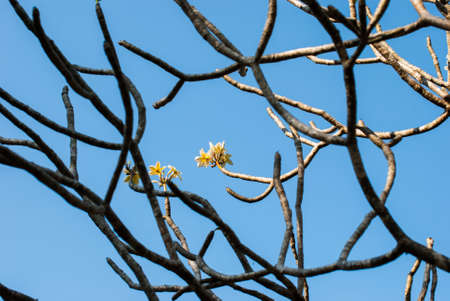 Tropical flowers frangipani  plumeria  in  Rayong Thailandの写真素材