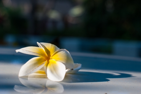 Tropical flowers frangipani  plumeria  in  Rayong Thailandの写真素材