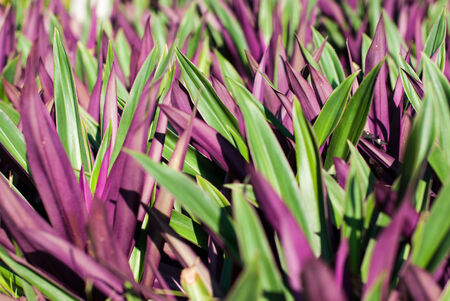 Tradescantia spathacea Swartz in the gardenの写真素材