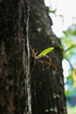 small trees growing on the old timber in gardenの写真素材