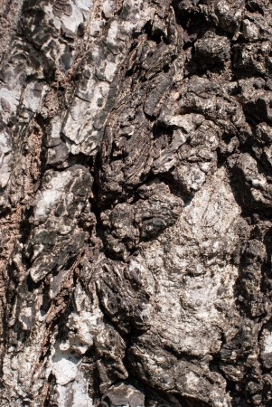 Old Wood Tree Textureの写真素材