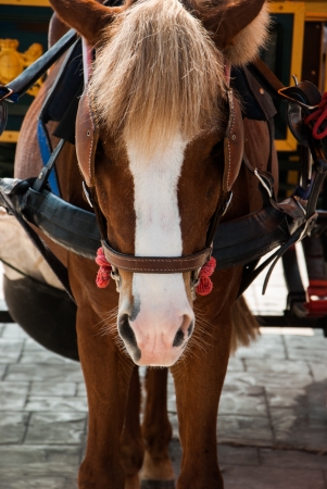 Horse carriage in the parkの写真素材