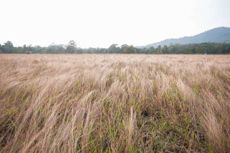 Mountain grass in Ranong Thailandの写真素材