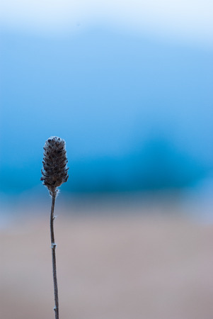 The flower of grass on Mountain Ranong Thailandの写真素材