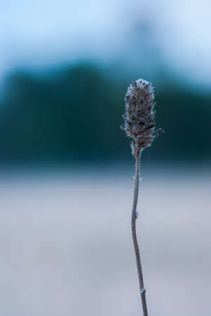 The flower of grass on Mountain Ranong Thailandの写真素材