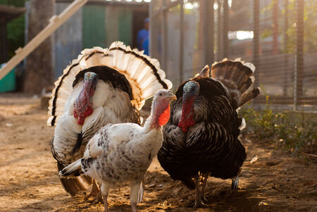 Tom Turkey Posing in garden at morning