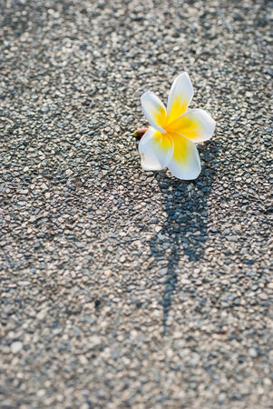 white and yellow frangipani flowers on the road at morningの写真素材