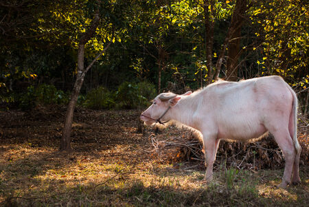 Albino buffalo  White Buffalo  graze on the meadow at sunset at Ranong , Thailandの写真素材