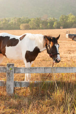 horses graze on the meadow at sunset at Ranong , Thailandの写真素材