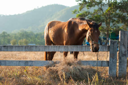 horses graze on the meadow at sunset at Ranong , Thailandの写真素材