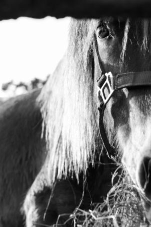 horses graze on the meadow at sunset at Ranong , Thailandの写真素材