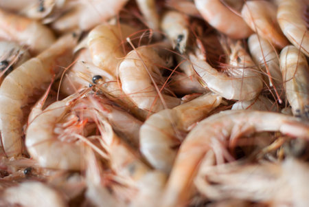fresh shrimps for sale at the sea market Ranong , Thailandの写真素材