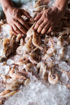 fresh shrimps for sale at the sea market Ranong , Thailandの写真素材