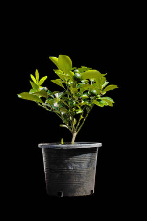Plants in back plastic pots on the concrete background.の写真素材
