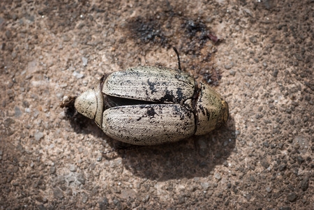 Coleoptera on cement floor,Close up