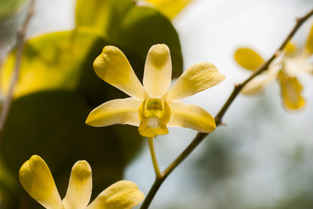 yellow orchid flower , Close upの写真素材
