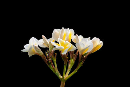 white and yellow frangipani flowers with leaves on the treeの写真素材