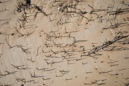 A small Mangrove tree in a Mangrove swamp  backgroundの写真素材