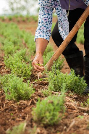 Fresh Rosemary Herb Grown on groundの写真素材