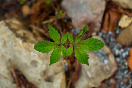 Seedling green plant surface top view textured backgroundの写真素材