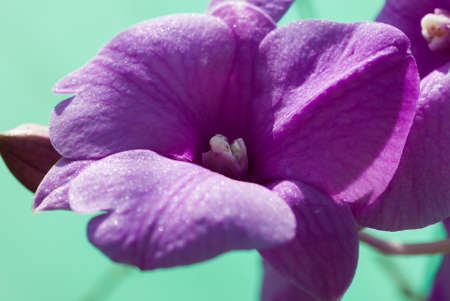 Purple Orchid , Close upの写真素材