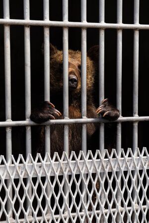 bear in a cage at The zooの写真素材