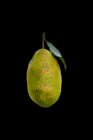 young jackfruit on tree in garden.