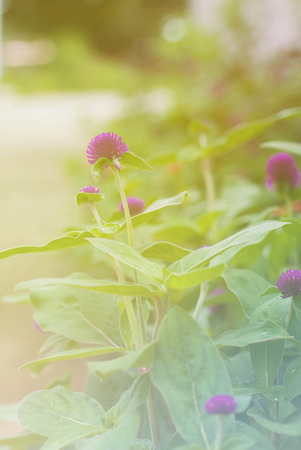 Globe amaranth or Gomphrena globosa flower in the gardenの写真素材