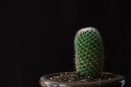 Close up Cactus on black background.の写真素材