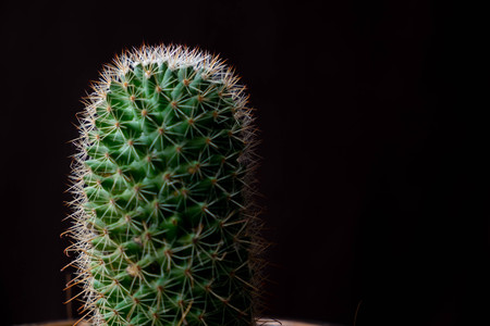 Close up Cactus on black background.の写真素材