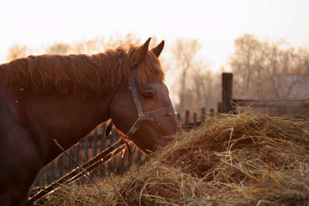 Horse eats hayの写真素材