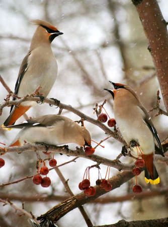 Three cedar waxwings eating an crab apples の写真素材