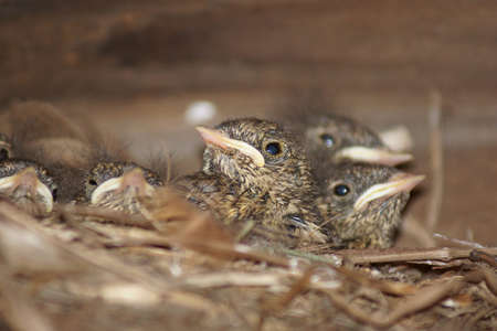 Chicks in the nest