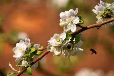 Branch of a blossoming apple tree 