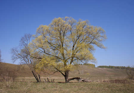 Lonely treeの写真素材