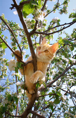 Young ginger cat on blossoming apple treeの写真素材