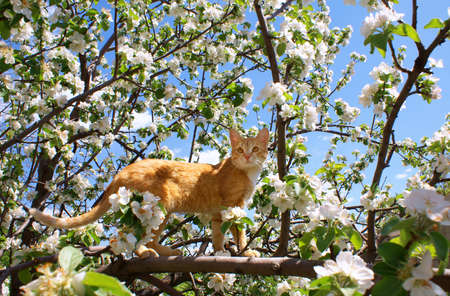 Young ginger cat on blossoming apple treeの写真素材