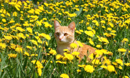 young ginger cat in dandelionsの写真素材