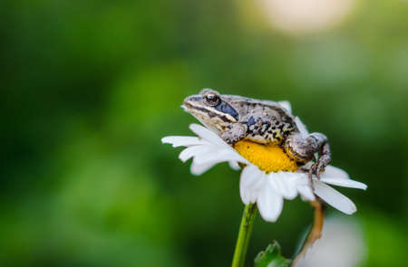 little frog sitting on a white daisyの写真素材