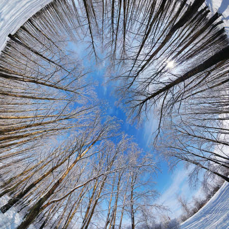 Circular panorama of winter forest, blue sky, Russia