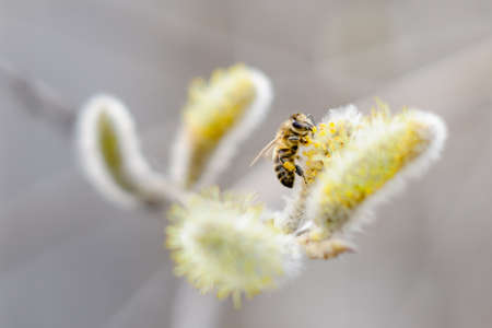 Bee on blossoming willow, spring