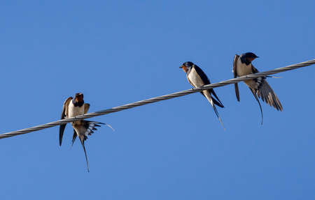 Three barn swallow on a sky backgroundの写真素材