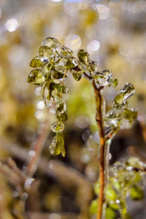 Dog-rose bush covered with thick layer of ice close upの写真素材