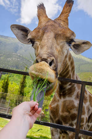 Girl feeding a giraffe grass, zoo in Crimea, Russiaの写真素材