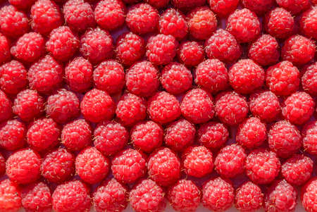 Lots of ripe raspberry, backgroundの写真素材