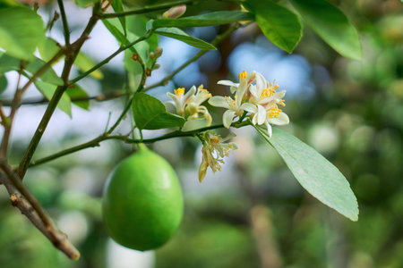 Blooming lemon tree. Branch with white flowers, green lemon in the background. Lemonarium in the...