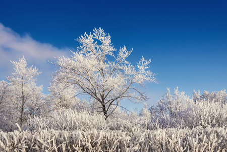 Beautiful trees in hoarfrost on a background of blue sky, winter park in the morningの写真素材