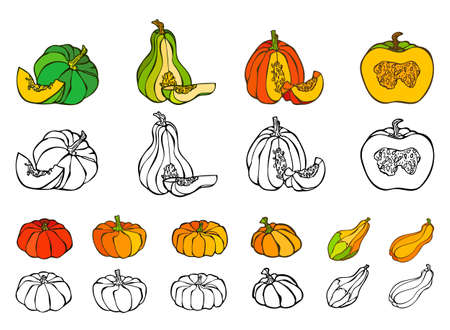 Set of color and black and white illustrations of 10 types of pumpkins, Pumpkin cutawayのイラスト素材